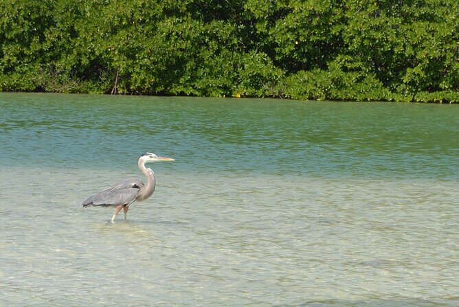 Half-Day Tour Discovering Sian Ka´an with Lunch - Stop 2: Boca Paila wildlife junction and reef snorkeling reality