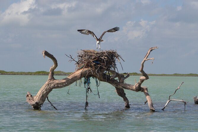 Half-Day Tour Discovering Sian Ka´an with Lunch - Timing, pickup, and the real-world logistics from Tulum