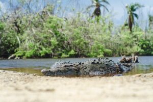 Half-Day Tour to Ventanilla, Mazunte, Zipolite and Puerto Angel - La Ventanilla: mangroves, crocodile sanctuary, and deer reintroduction