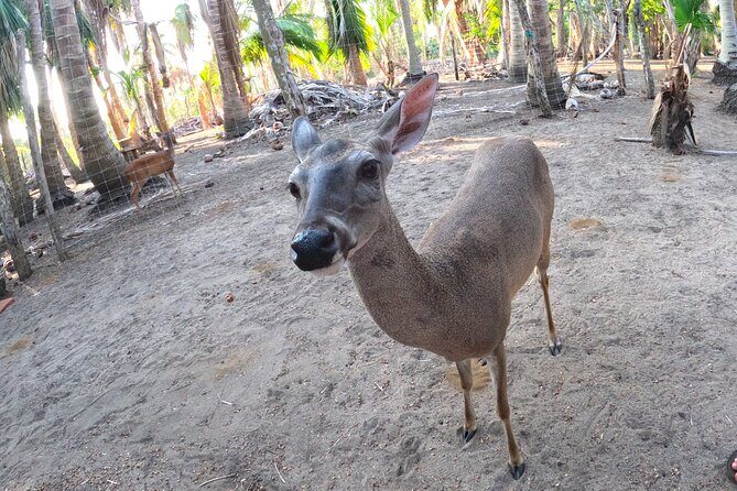 Half-Day Tour to Ventanilla, Mazunte, Zipolite and Puerto Angel - Puerto Ángel beach time and the optional lunch call