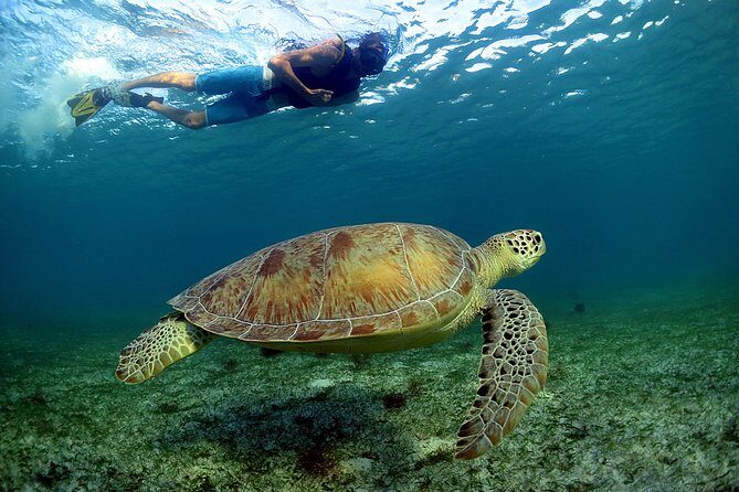 Half-Day Underwater World Tour - The 9:00 am Plan: Timing and Central Hotel Pickup That Actually Helps