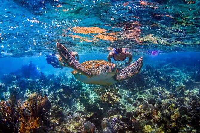Hidden Cenote Swim: Snorkeling, Sea Turtles and Beachside Lunch - Key things I’d bet your time on