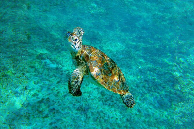 Hidden Cenote Swim: Snorkeling, Sea Turtles and Beachside Lunch - Price and Logistics at $169: What You Pay For, and What Can Cost Extra