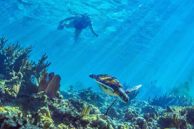 Hidden Cenote Swim: Snorkeling, Sea Turtles and Beachside Lunch - Who This Tour Suits Best (and Who Might Need a Different Plan)