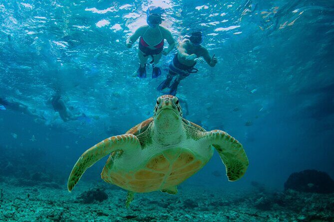 Hidden Cenote Swim: Snorkeling, Sea Turtles and Beachside Lunch - Entering the Cenote: Cold Water, Shower Rules, and No-Phone Cave Time
