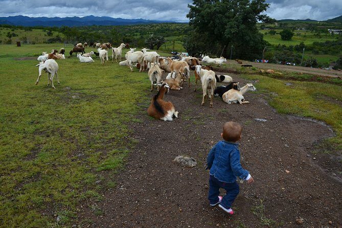 Hike in the Sierra de Santa Rosa - The first act: drive to Santa Rosa and a walk through town streets