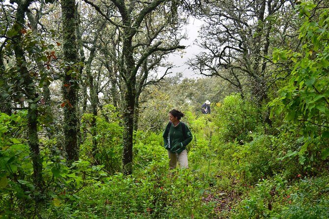 Hike in the Sierra de Santa Rosa - The trail section: oak forest walking and plant spotting with binoculars
