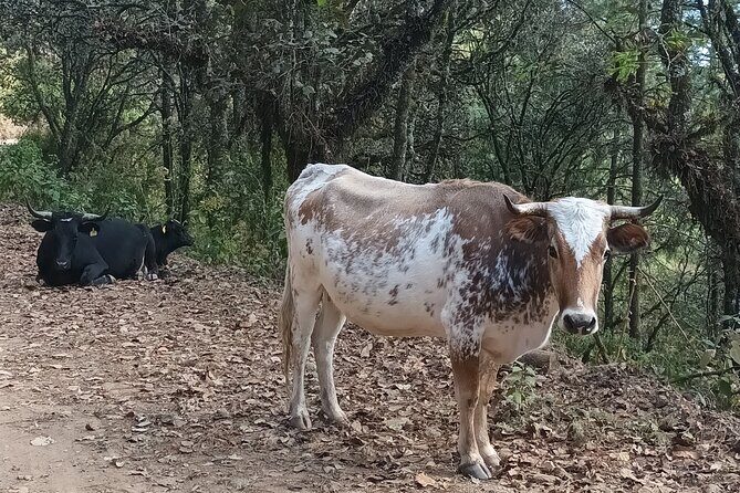 Hiking in Sierra Norte the most spectacular trails in Oaxaca - Who should book this Oaxaca mountain hike