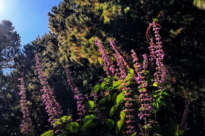 Hiking in the Sierra Norte of Oaxaca - What to bring: rainy season vs dry season high-forest rules