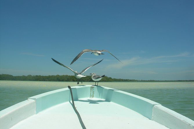 Holbox 3 Island Private Boat Tour - Stop 2 at Yalahau Lagoon: Freshwater Cenote Swim Time