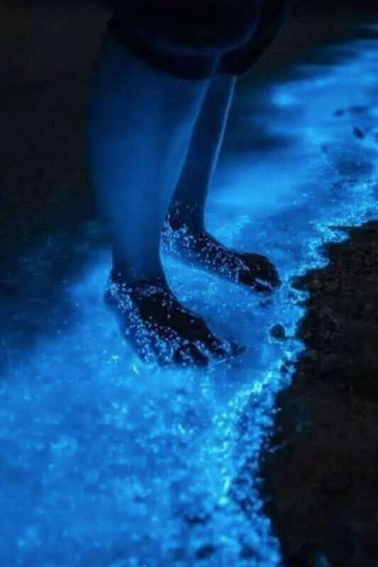 Holbox: Guided Bioluminescence Kayaking Tour - Holbox Night Kayaking: The Big Idea That Makes It Worth It