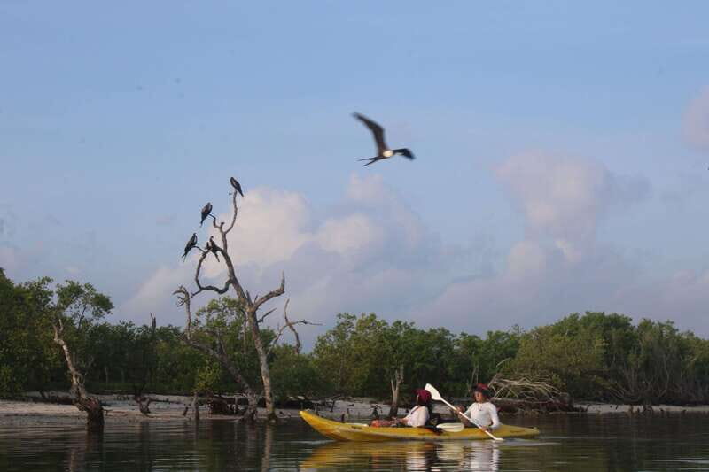 Holbox: Guided Sunrise/Sunset Kayak Tour by Mangrove Reserve - Price: is $49 worth it in Holbox?