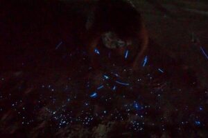 Holbox Kayak Bioluminescence Experience - Paddling to Punta Mosquito: the 2 km plankton chase