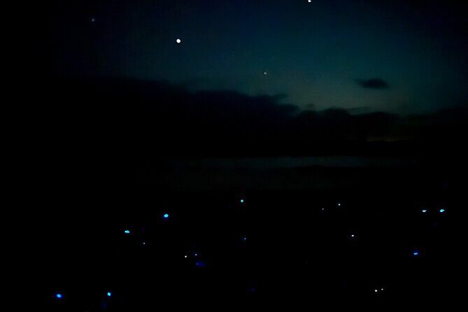 Holbox Kayak Bioluminescence Experience - Value and included gear: what makes the experience easy