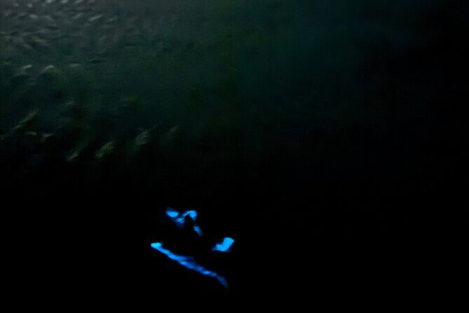 Holbox Kayak Bioluminescence Experience - Group size and guide style on a night paddle