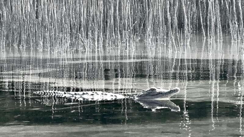 Holbox: Mangrove Sunset Kayak Tour - American crocodiles: what it feels like to see wildlife without chasing it
