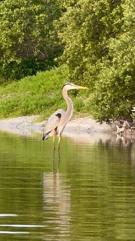 Holbox: Mangrove Sunset Kayak Tour - Return to Holbox: you end with sunset energy, not exhaustion