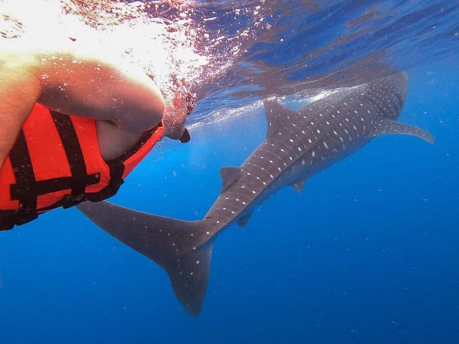 Holbox: Search and Swim with Whale Sharks ! All Inclusive. - Marina VIP Holbox: Where the Day Gets Real