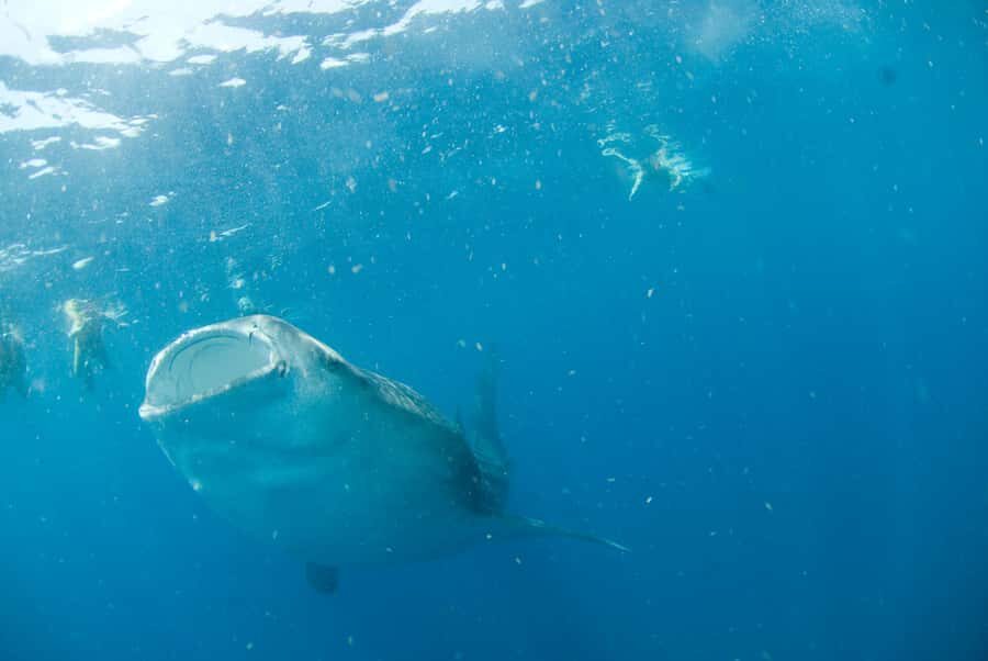 Holbox: Search and Swim with Whale Sharks ! All Inclusive. - The Search Spot: How the Whale Shark Day Actually Works