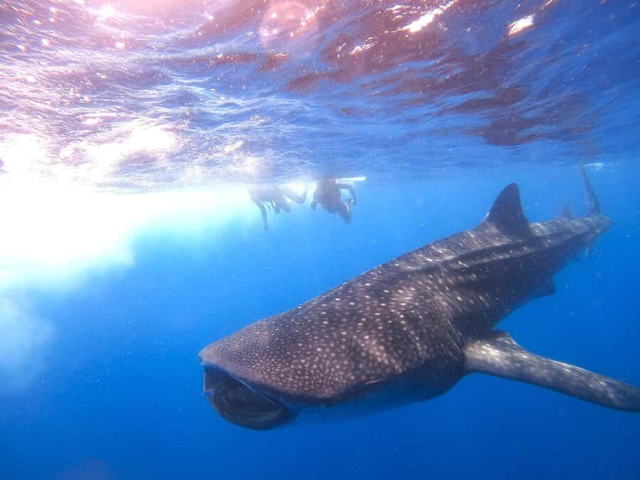 Holbox: Search and Swim with Whale Sharks ! All Inclusive. - Wildlife Beyond Whale Sharks: What You Might See