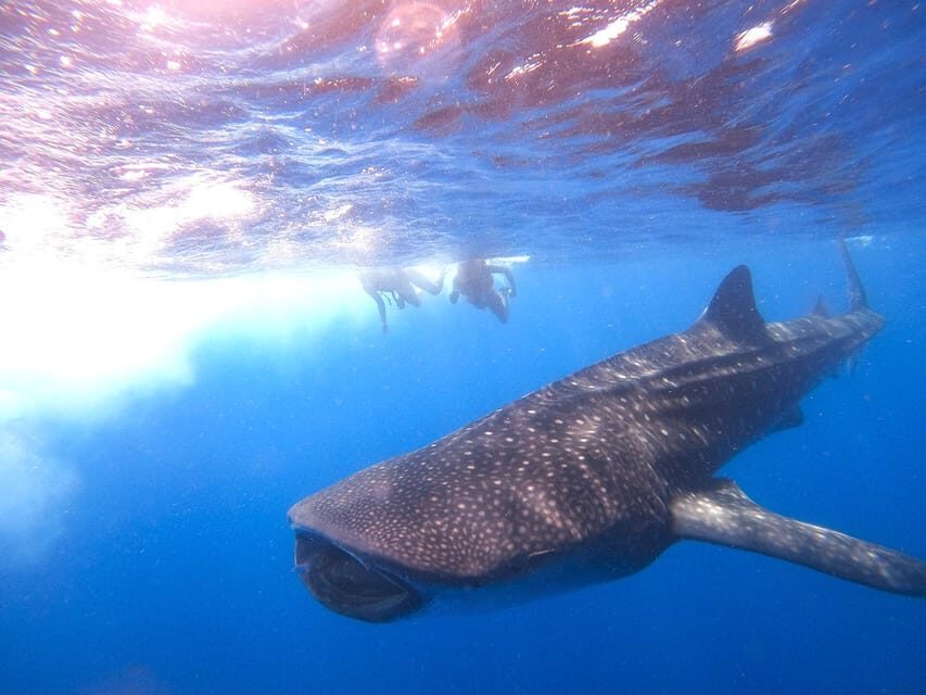 Holbox: Search and Swim with Whale Sharks ! All Inclusive. - Cabo Catoche Stop: Beach Break + Snorkeling + Lunch
