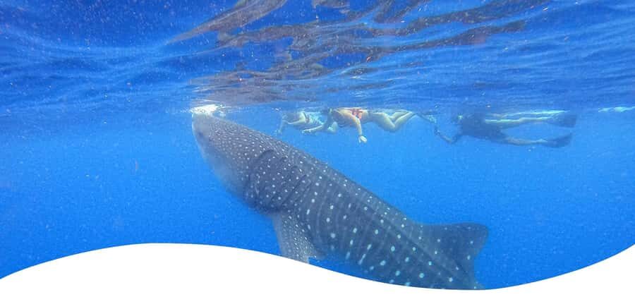 Holbox: Search and Swim with Whale Sharks ! All Inclusive. - Who This Tour Fits Best (and Who Should Skip It)