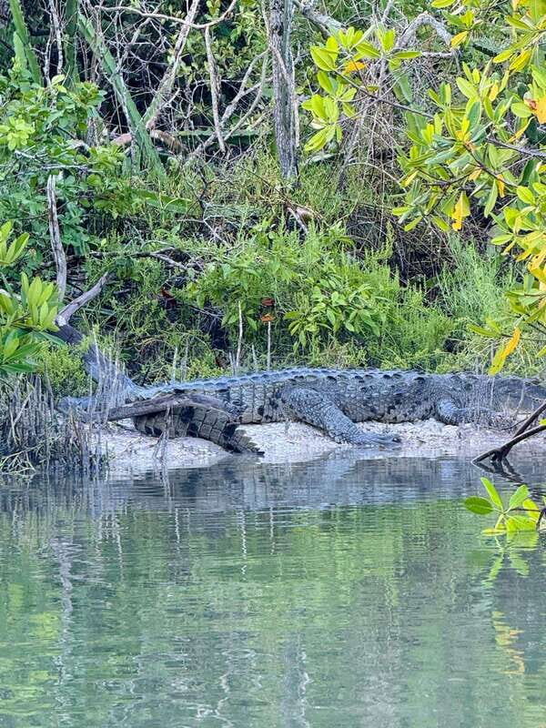 Holbox: Sunrise & Mangrove Kayak Tour - Key takeaways before you go