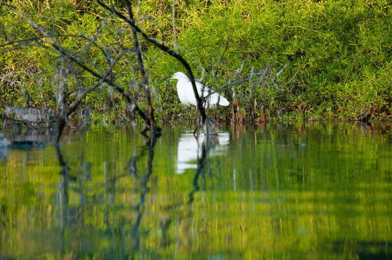 Holbox: Sunrise & Mangrove Kayak Tour - Gear and what’s included: you bring the right basics