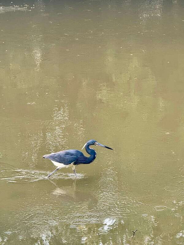 Holbox: Sunrise & Mangrove Kayak Tour - The bird show: flamingos, seasonal variety, and close-range moments