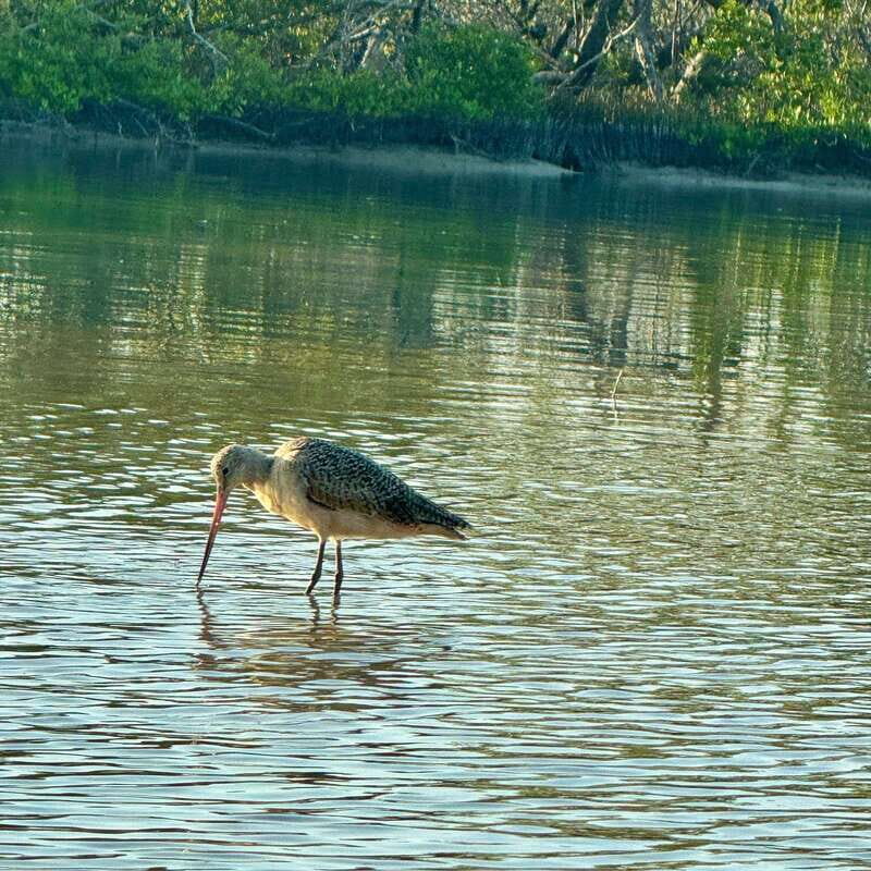 Holbox: Sunrise & Mangrove Kayak Tour - Stop inside the river: snack timing and why it matters