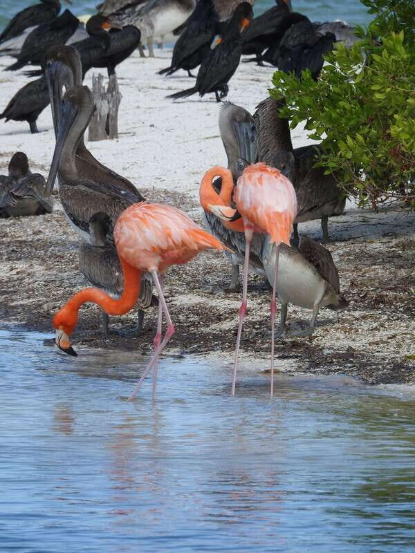 Holbox: Yum Balam Reserve Classic Boat Tour - Key highlights worth your time