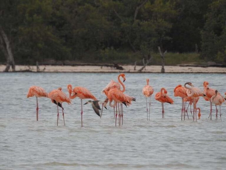 Holbox: Yum Balam Reserve Classic Boat Tour - With Yalahau vs Without Yalahau: pick your kind of water time
