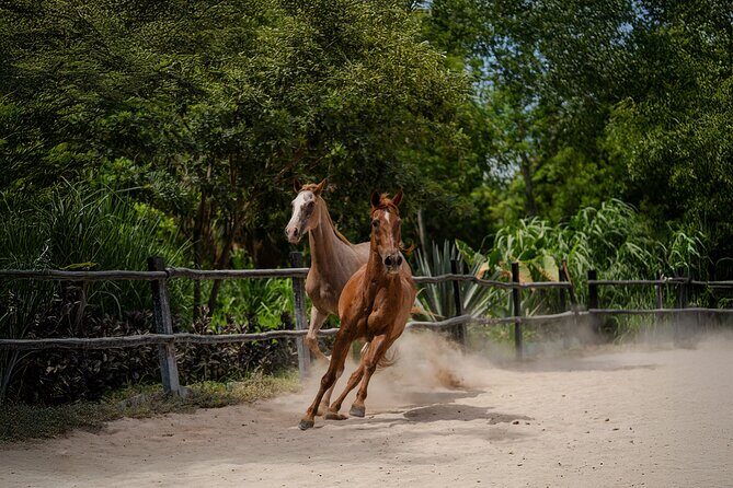 Horseback Riding and Cenote Swim from Cancun or Playa del Carmen - What to Bring for Comfort (Not Gear for Gear’s Sake)