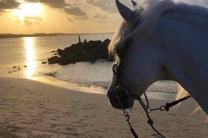 Horseback Riding in Sayulita Through Jungle Trails to the Beach - Tequila Tasting After the Ride: A Fun Finish, Not a Sales Pitch