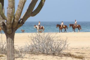 Horseback Riding Tour in Cabo San Lucas - Pacific Coast Canters, Photo Stops, and Those 20-Foot Cacti