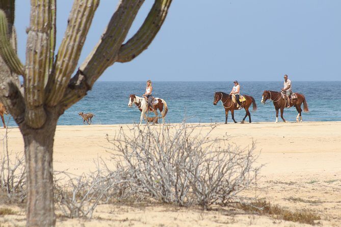Horseback Riding Tour in Cabo San Lucas - Pacific Coast Canters, Photo Stops, and Those 20-Foot Cacti