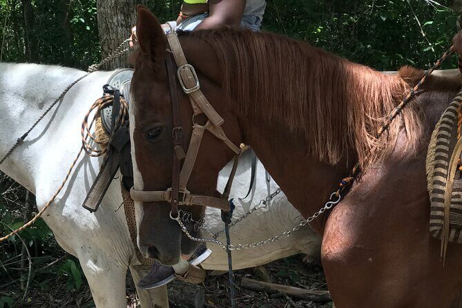 Horseback riding with ATV, zip lines and cenote, lunch and transfer - Mayan cenote swim: pick your entry style and cool off