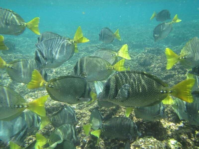 Huatulco: Bays Boat Tour with Snorkeling and Hotel Pickup - Wildlife Spotting at Sea: Dolphins, Stingrays, Turtles, and Birds