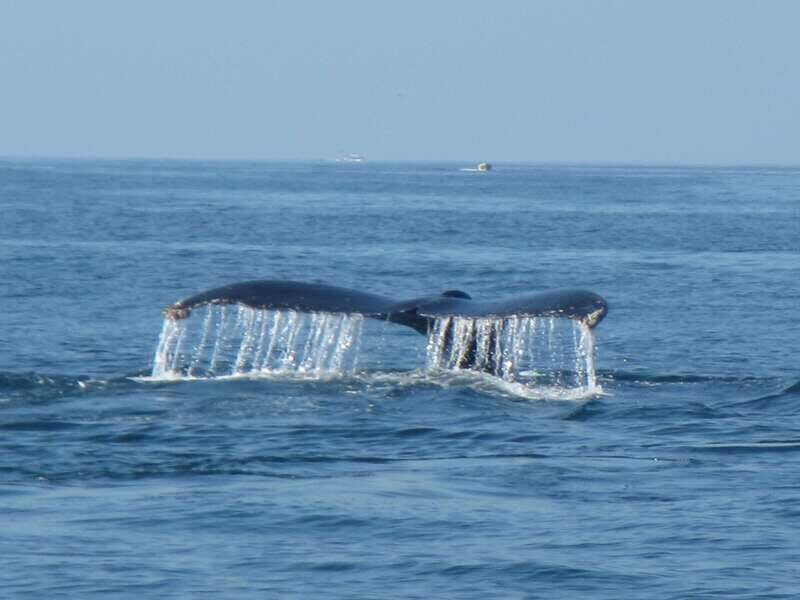Huatulco: Bays Boat Tour with Snorkeling and Hotel Pickup - Maguey Bay Swim Time and the Seafood-Brunch Reality
