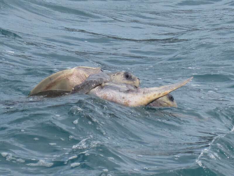 Huatulco: Premium Boat Tour with snorkel experience. - Price and logistics: what $50 covers, and where extra costs can appear