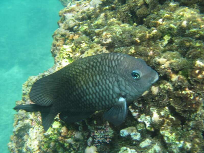 Huatulco: Premium Boat Tour with snorkel experience. - Who should book this tour, and who should skip it