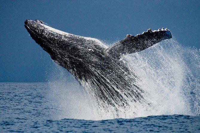Humpback Whales in Cabo San Lucas - Pacific or Sea of Cortez: how the captain aims for whale time