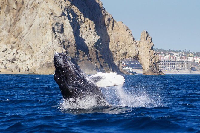 Humpback Whales in Cabo San Lucas - What humpback whales can look like when you’re close