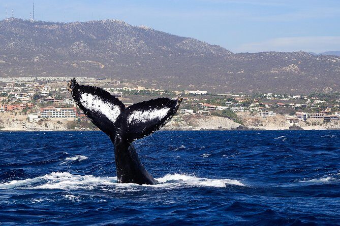 Humpback Whales in Cabo San Lucas - Small-group focus: better hearing, better angles, better respect