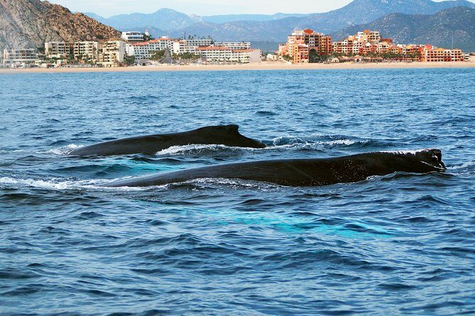 Humpback Whales in Cabo San Lucas - Value check: what $99 buys you in Cabo whale country