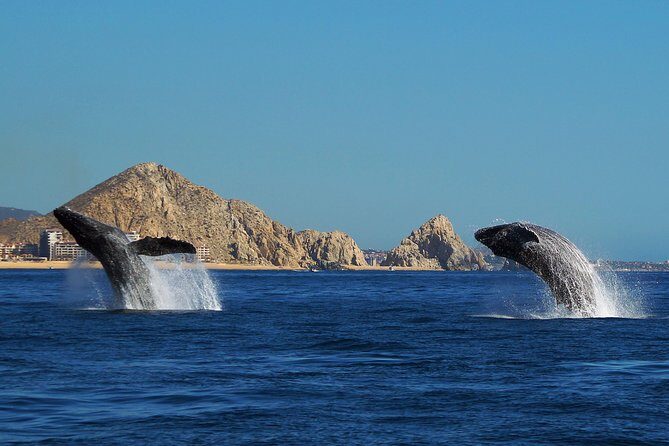 Humpback Whales in Cabo San Lucas - What to do before you board: eat, plan motion, and bring a camera plan