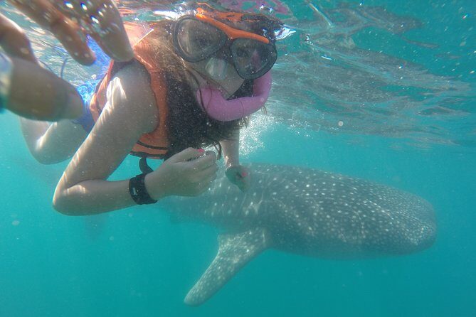 Intimate Eco-Friendly Whale Shark Encounter - Premium Service - Quick hits before you book