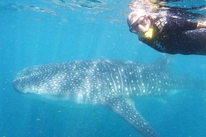 Intimate Eco-Friendly Whale Shark Encounter - Premium Service - Meeting at The Dock Cafe and what happens before you swim