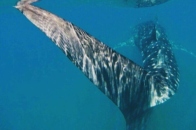 Intimate Eco-Friendly Whale Shark Encounter - Premium Service - What you’ll do in the water: guided swims with private-feel timing