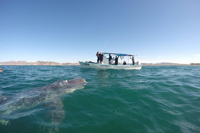 Intimate Eco-Friendly Whale Shark Encounter - Premium Service - Gear, sunscreen, snacks, and the small details that affect comfort